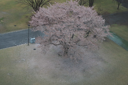 雪と桜