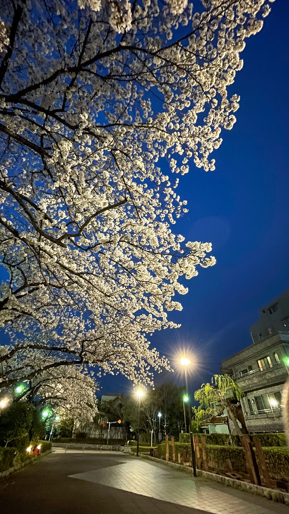夜桜 by iPhone 12 Pro_02