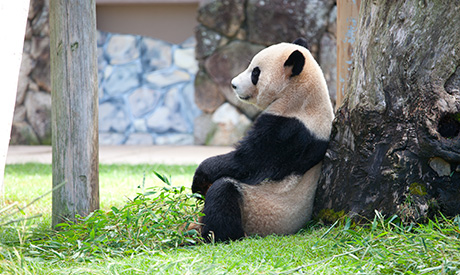 ひとやすみ 大熊猫
